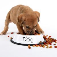 Питательные вещества, необходимые собакам