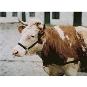 Хомут для демонстрации 12512