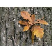 Дуба кора 15 кг/уп (бумажный мешок)